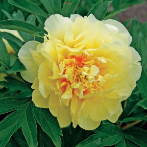 Peonija  `Bartzella`